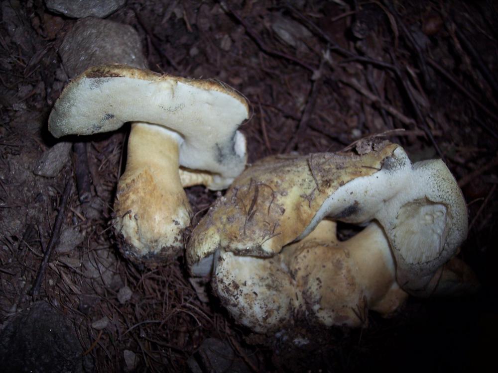 Finalmente funghi in valle (aosta)